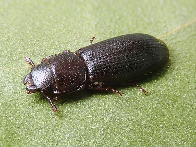 Trogositidae: Tenebroides mauritanicus? S, aff. mauritanicus